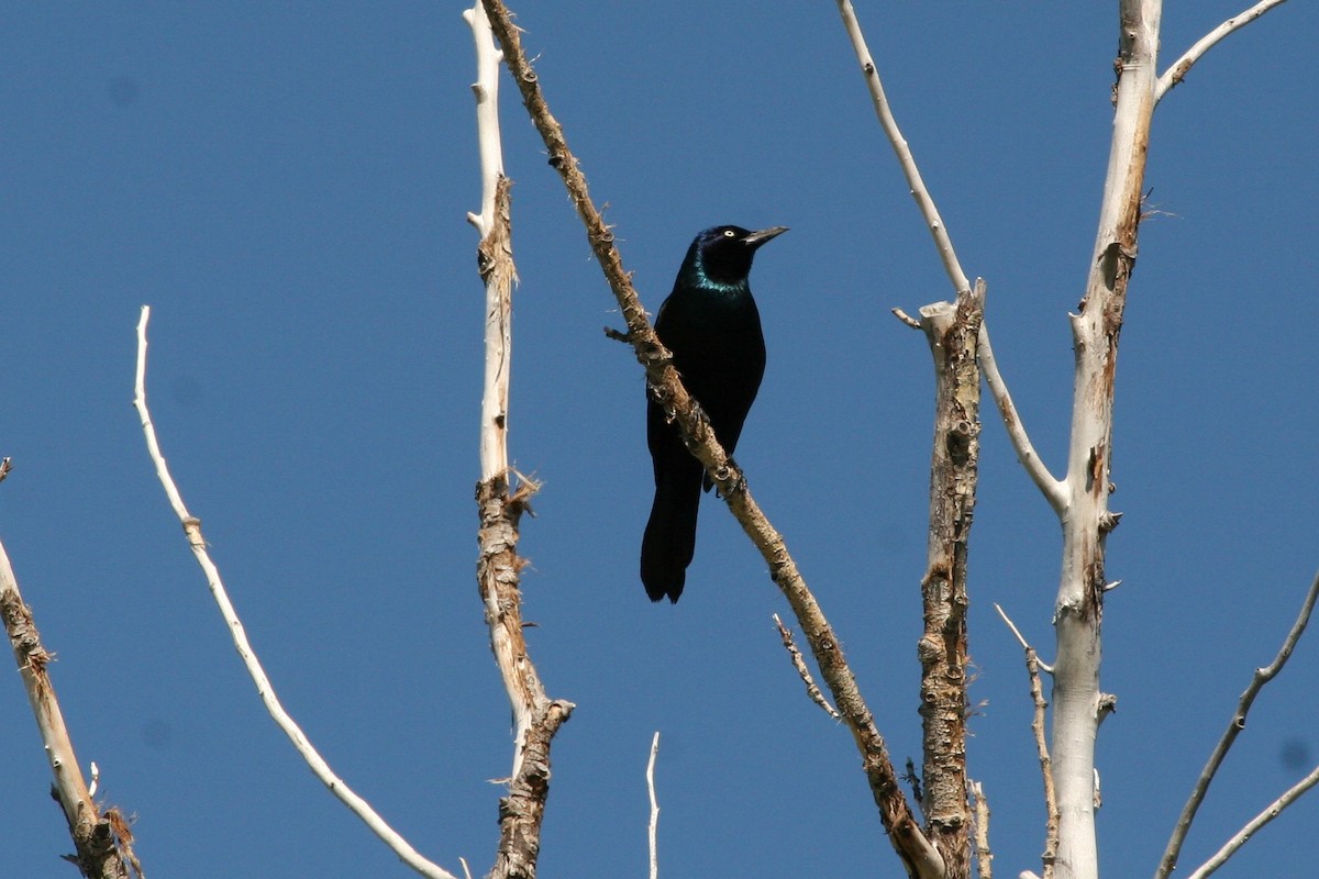 Common Grackle - ML399542851