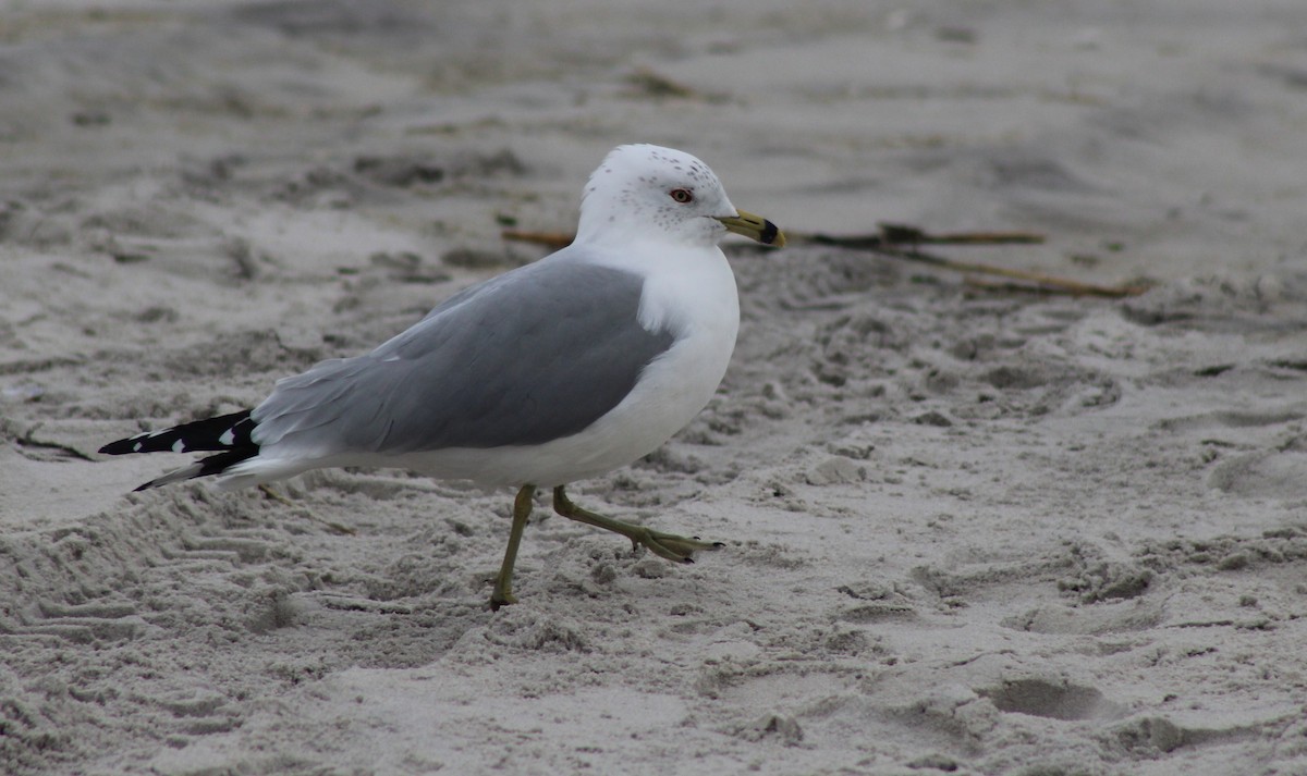 Ring-billed Gull - ML39954301