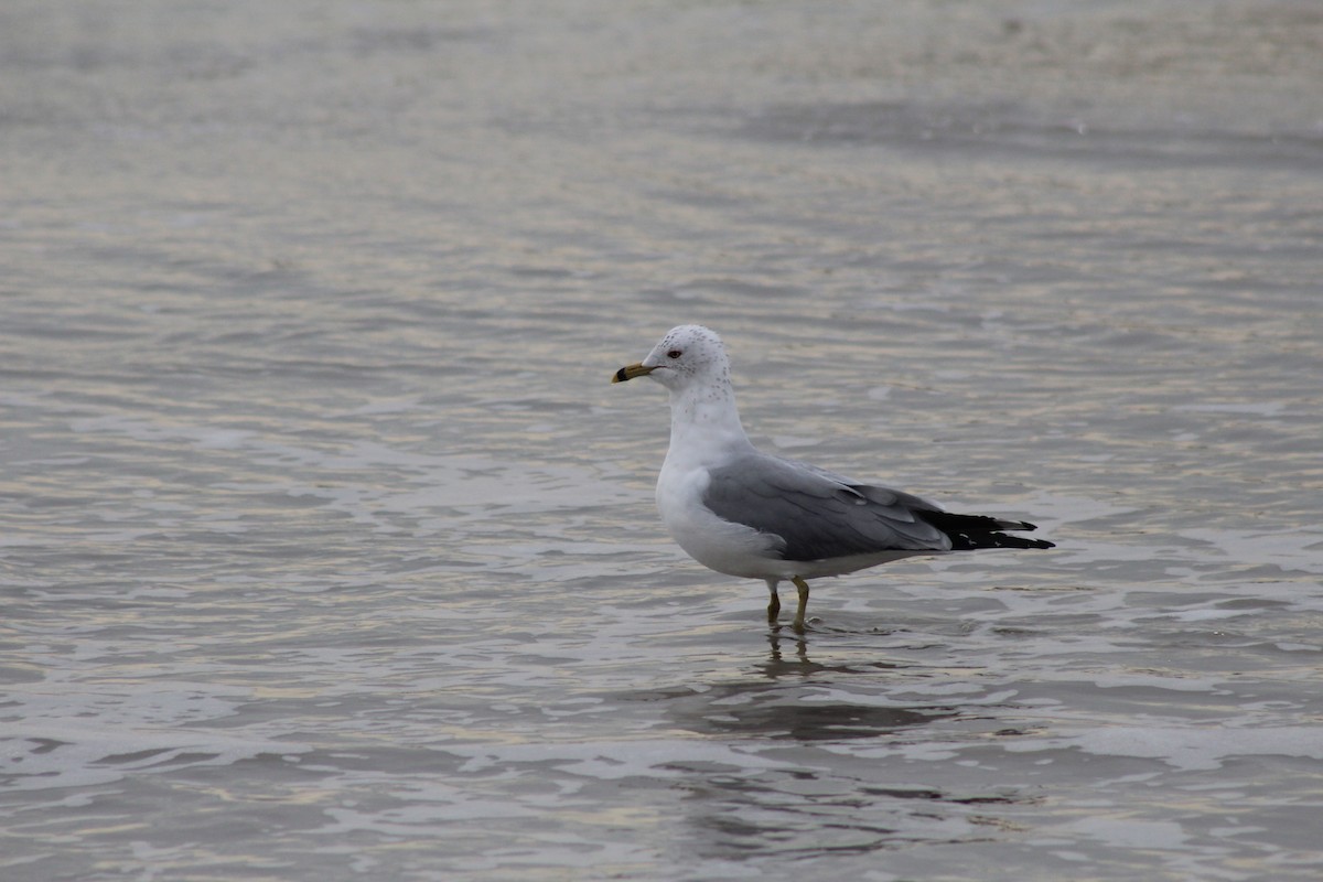 Ring-billed Gull - ML39954321