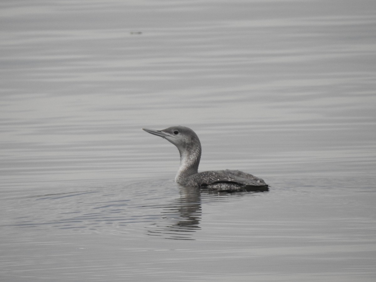 Red-throated Loon - ML399543361