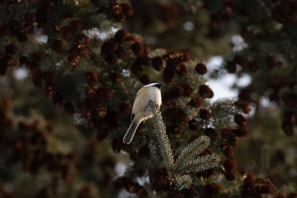 Black-capped Chickadee - Shawna Sevigny