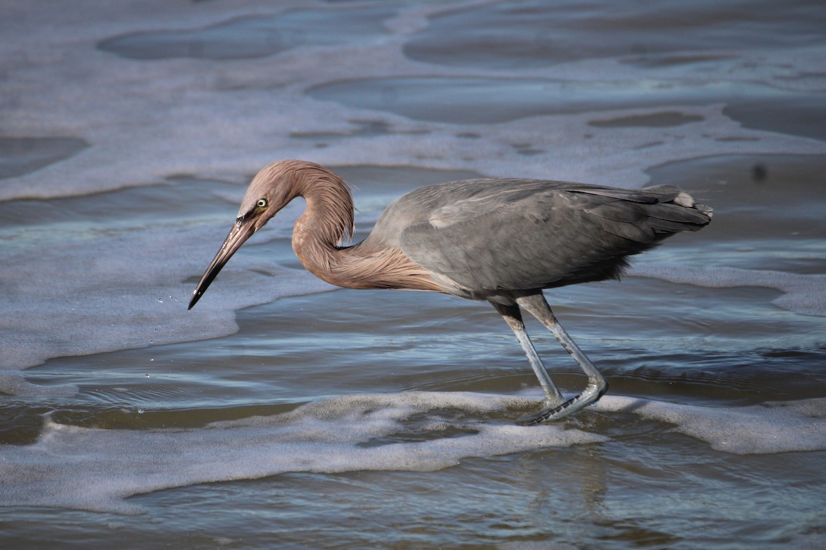 Reddish Egret - ML399546001