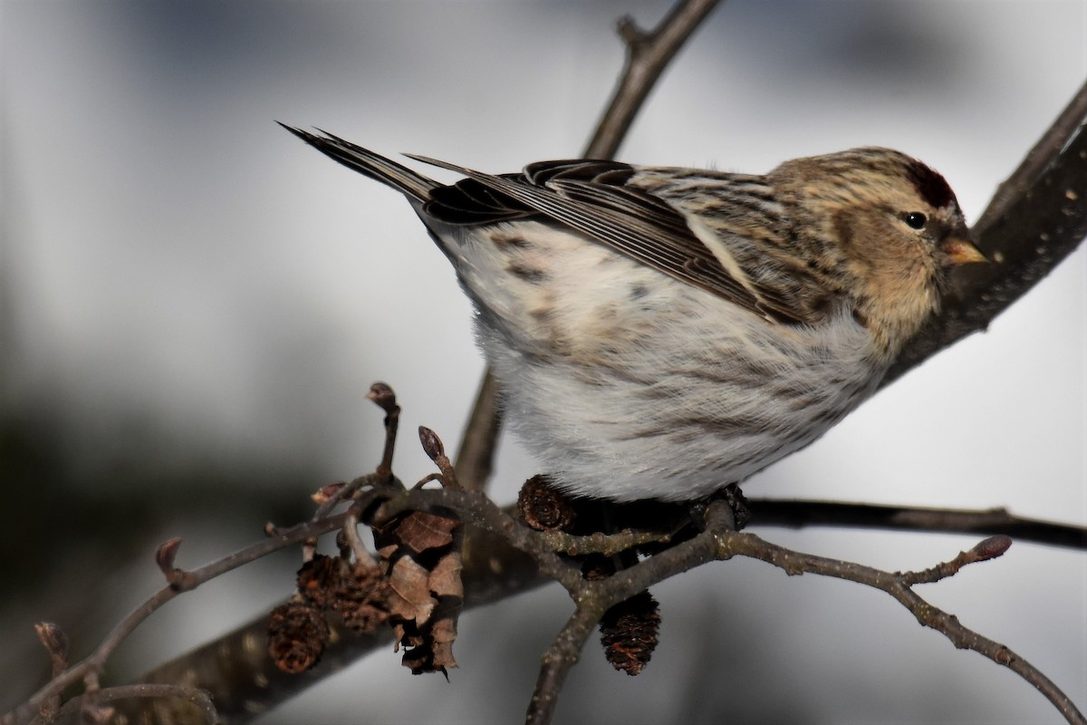 Hoary Redpoll - Marc Poirier