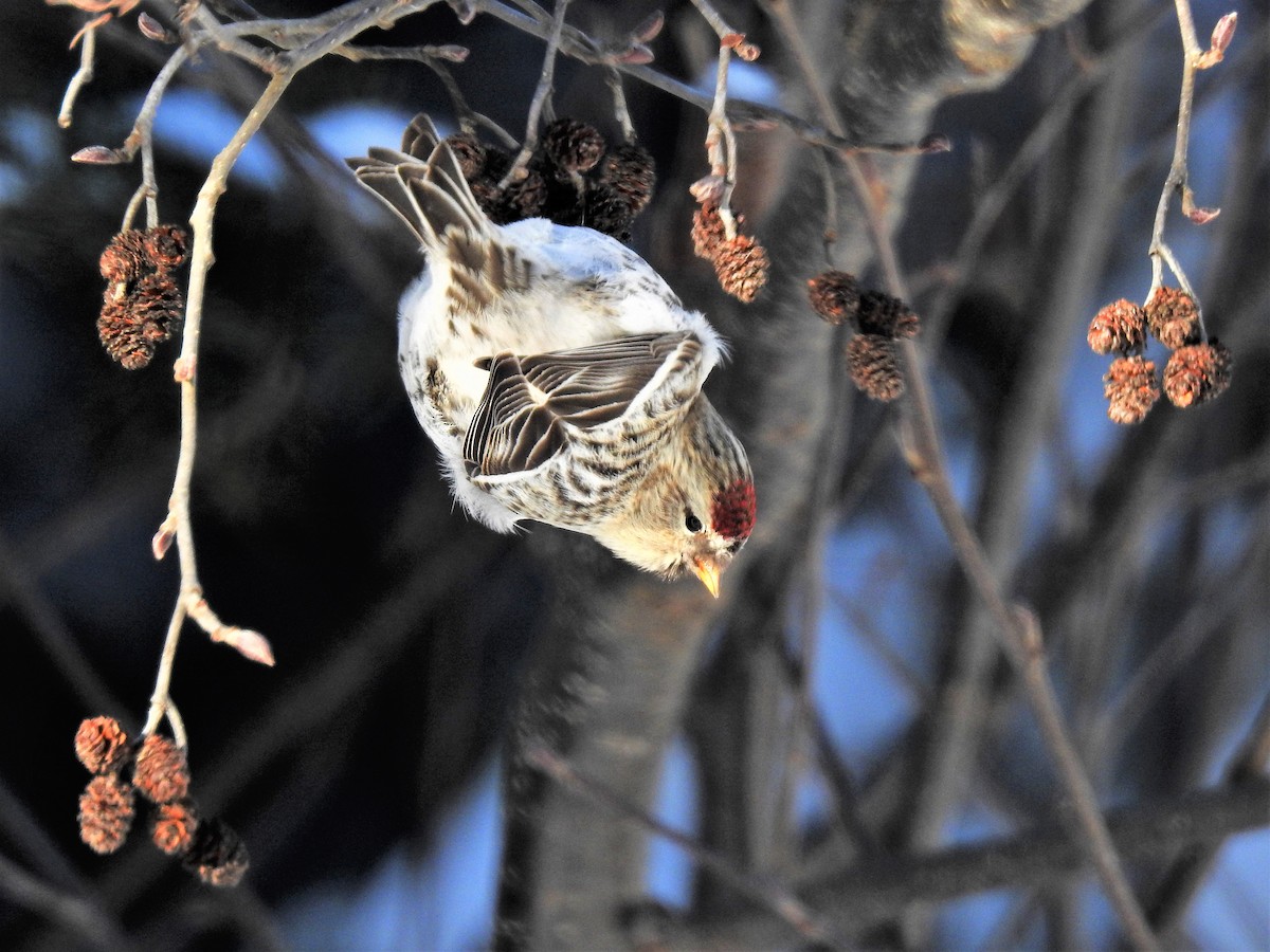 Hoary Redpoll - ML399546131