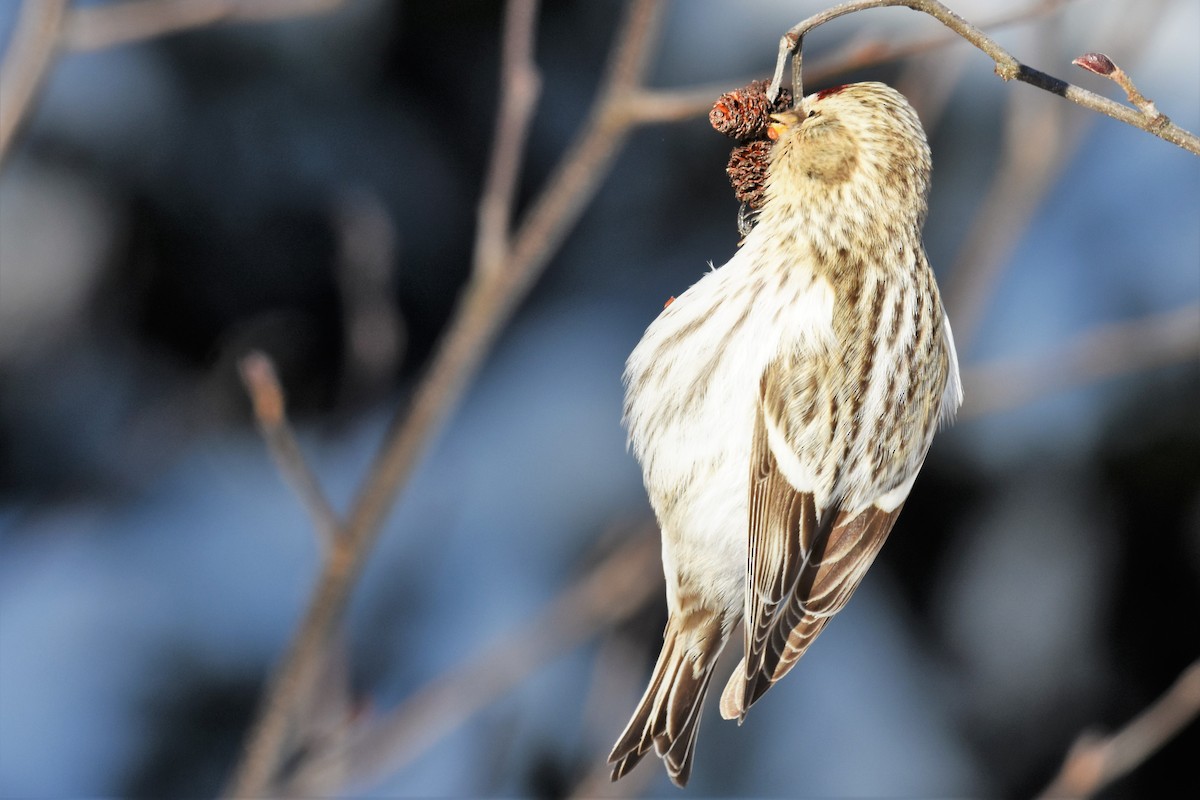 Hoary Redpoll - ML399546151