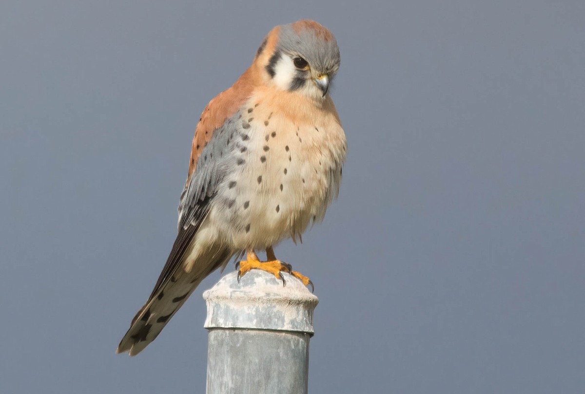 American Kestrel - ML399546241