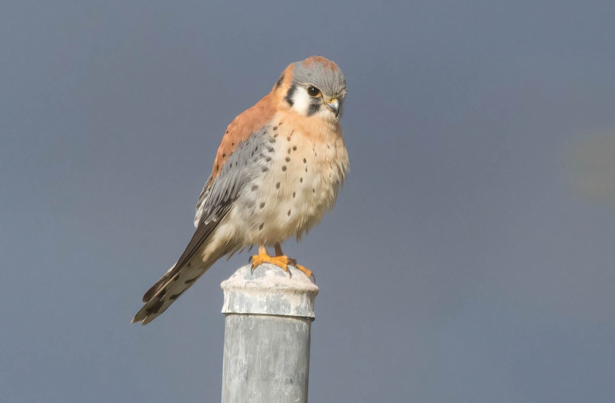 American Kestrel - ML399546321