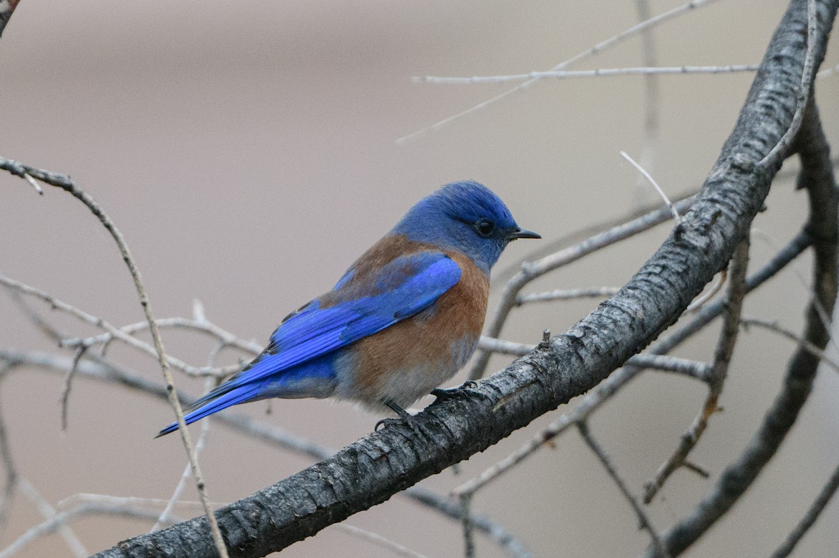 Western Bluebird - ML399546441