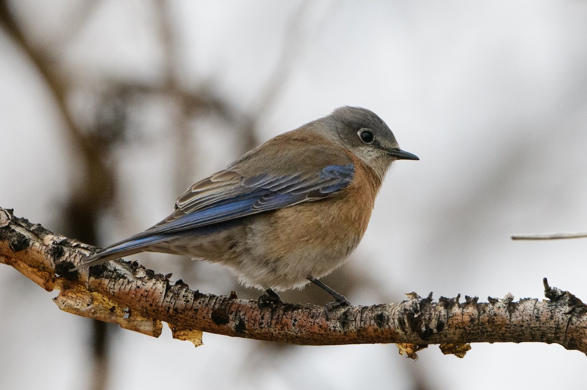 Western Bluebird - ML399546451