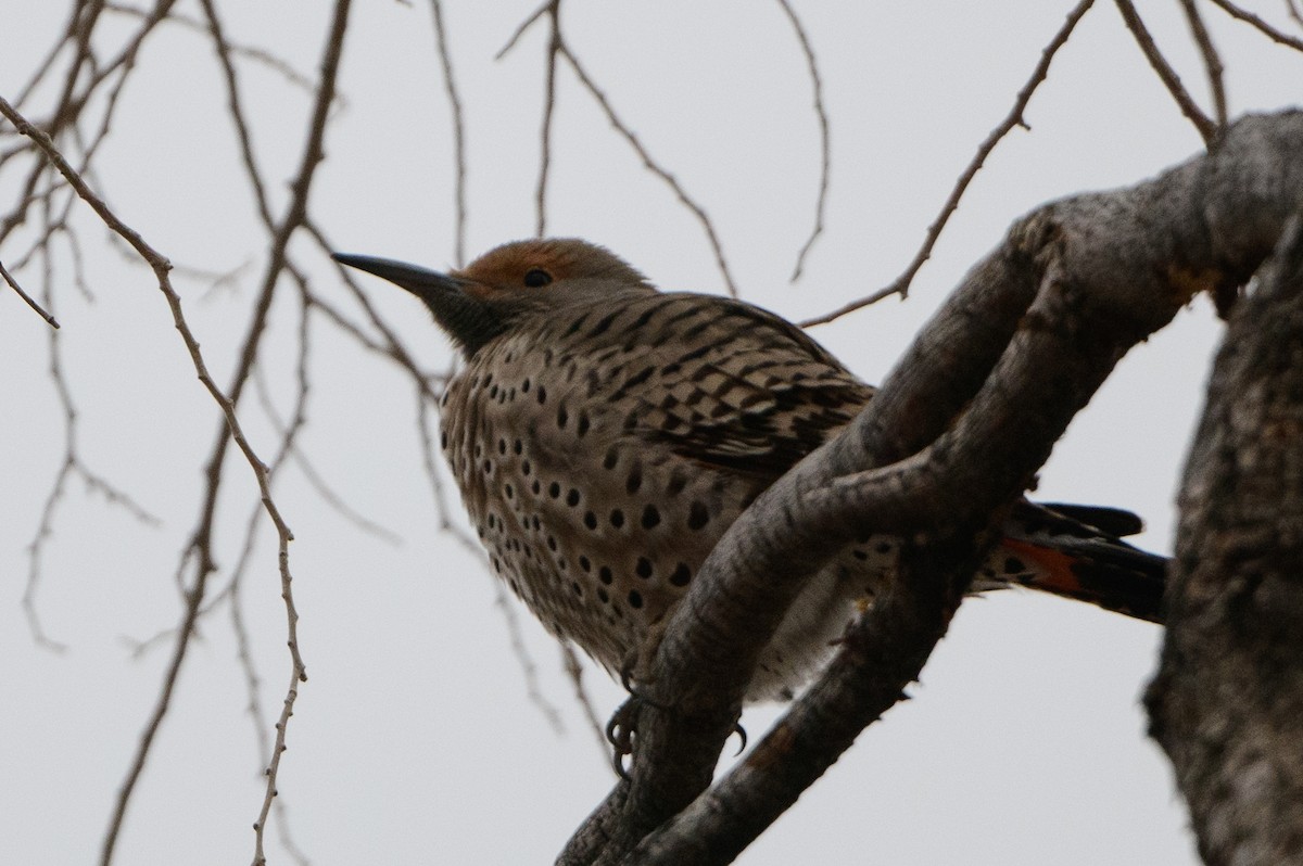 Northern Flicker (Red-shafted) - ML399546481