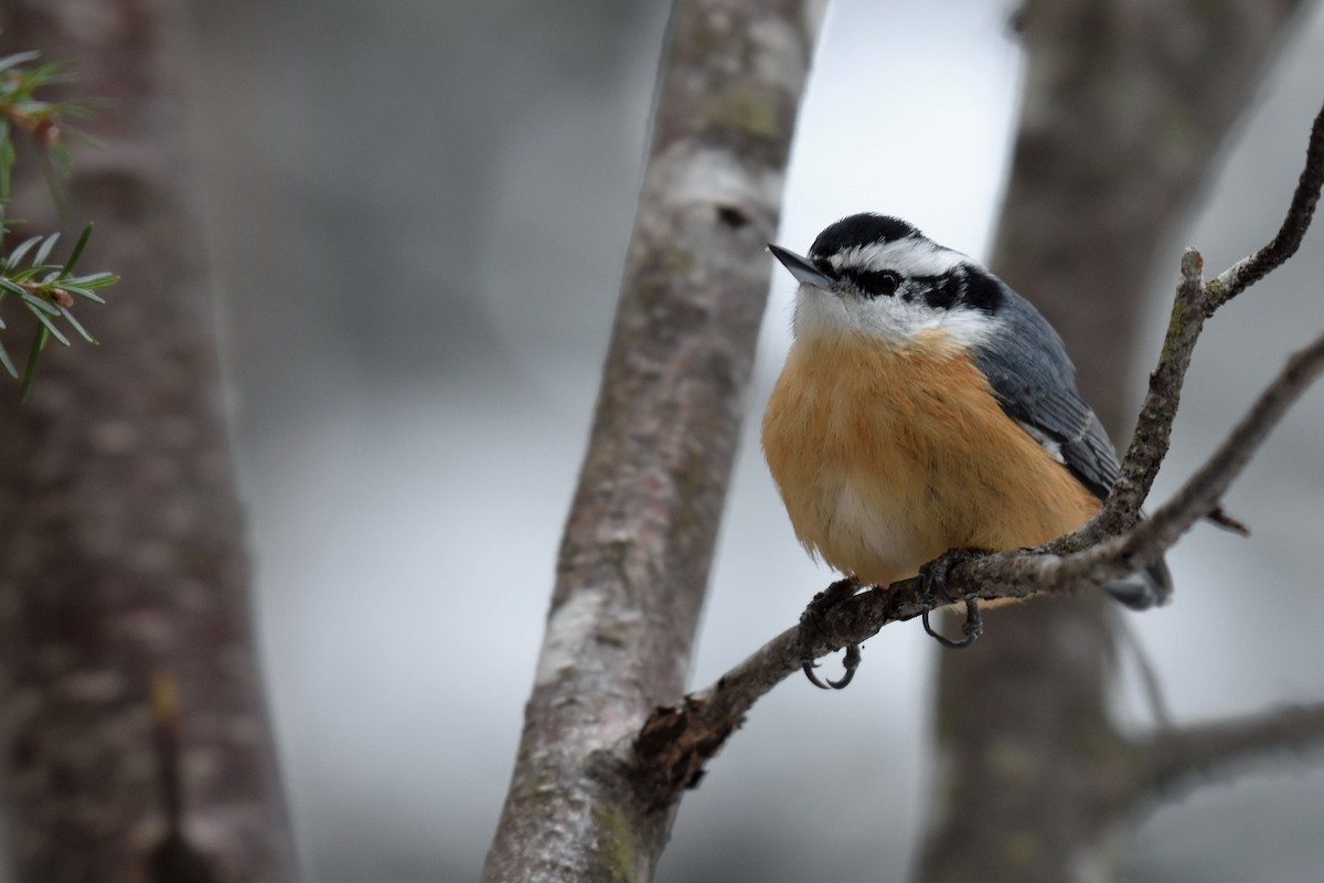 Red-breasted Nuthatch - ML399547751