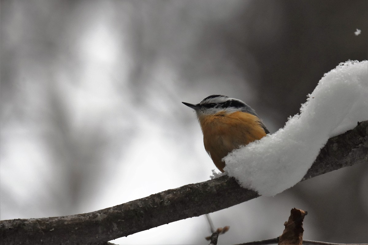 Red-breasted Nuthatch - ML399547771