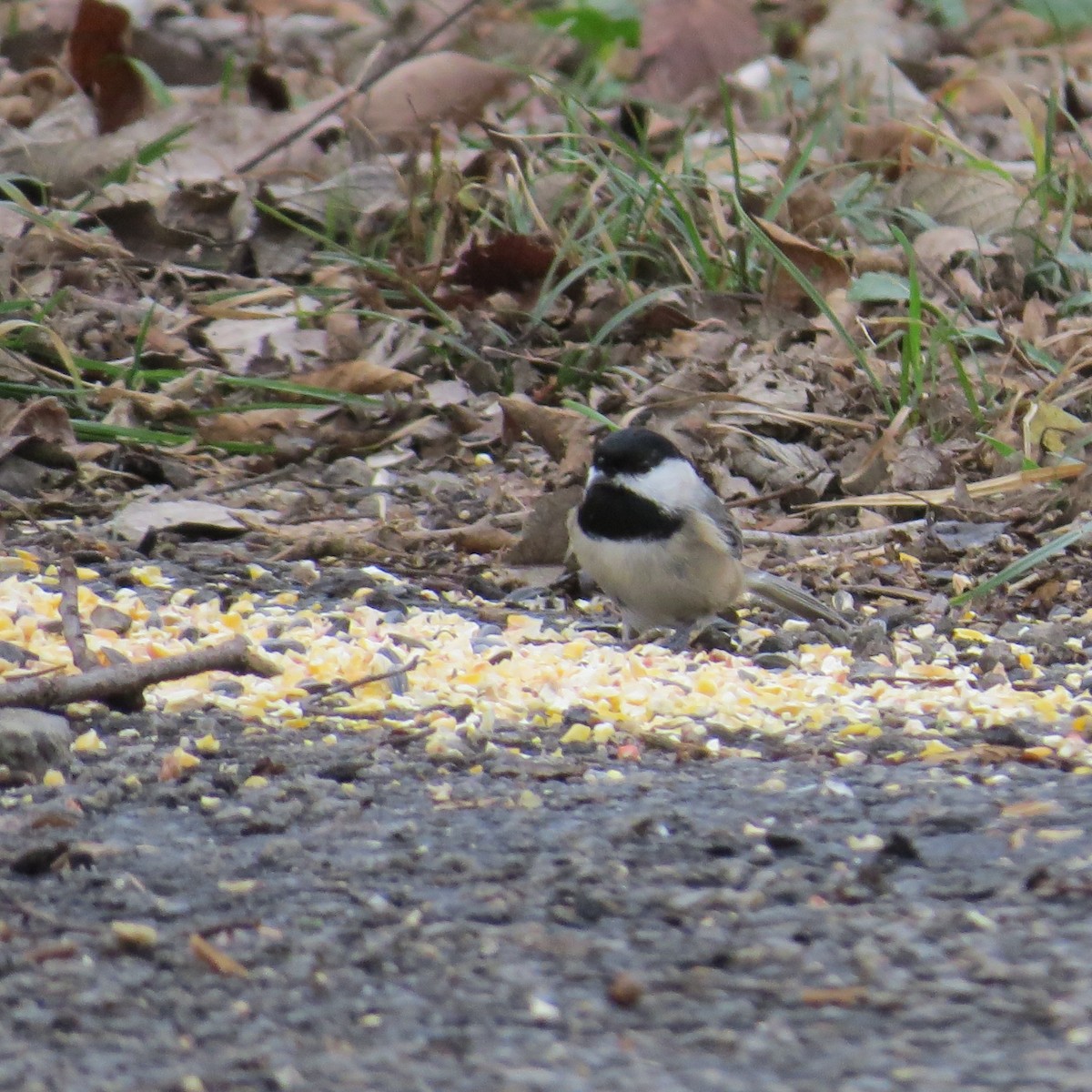 Carolina Chickadee - David Huff