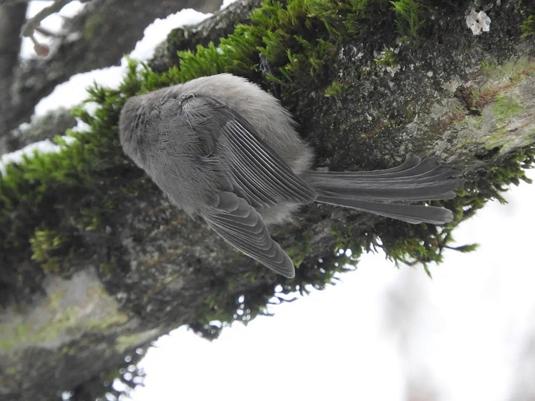 Bushtit (Pacific) - ML399549511