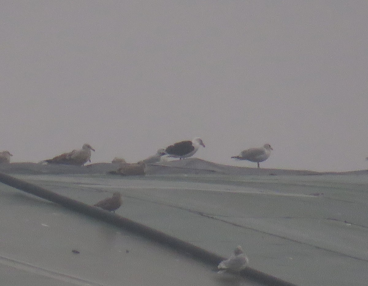 Great Black-backed Gull - Bennie Saylor