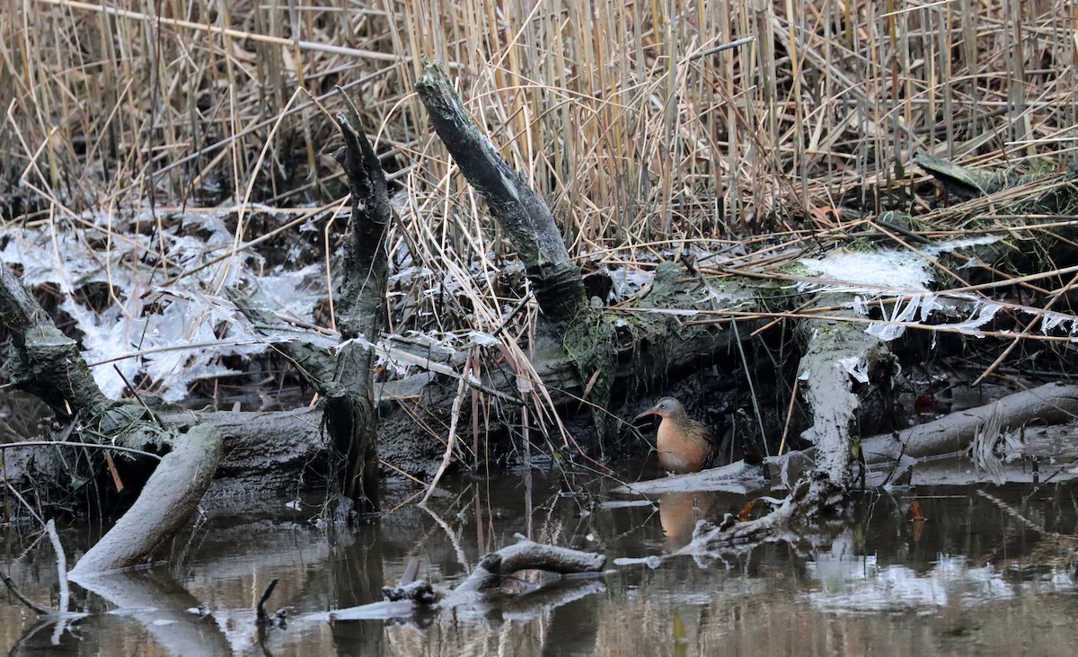 Virginia Rail - Stefan Mutchnick