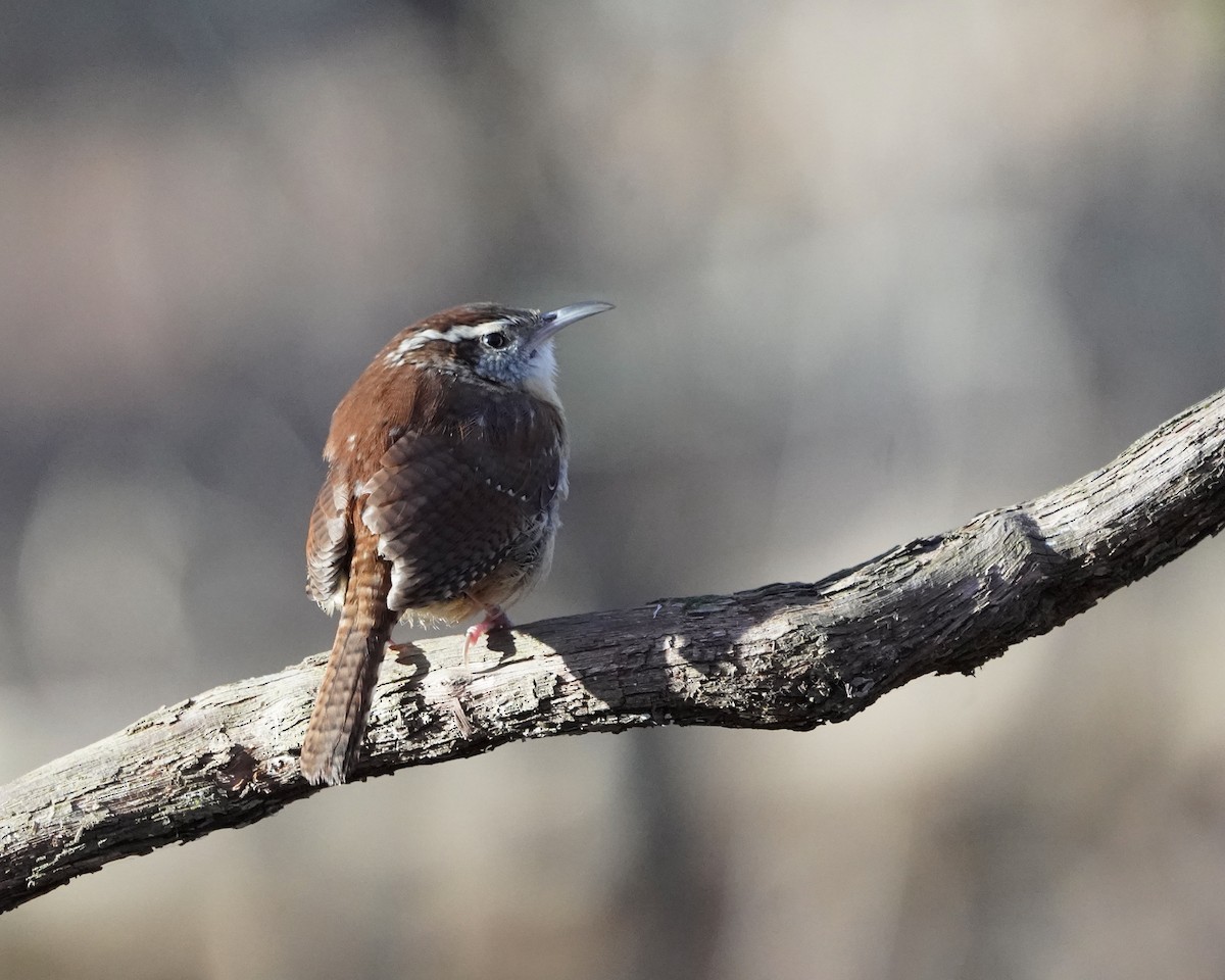 Carolina Wren - ML399554771