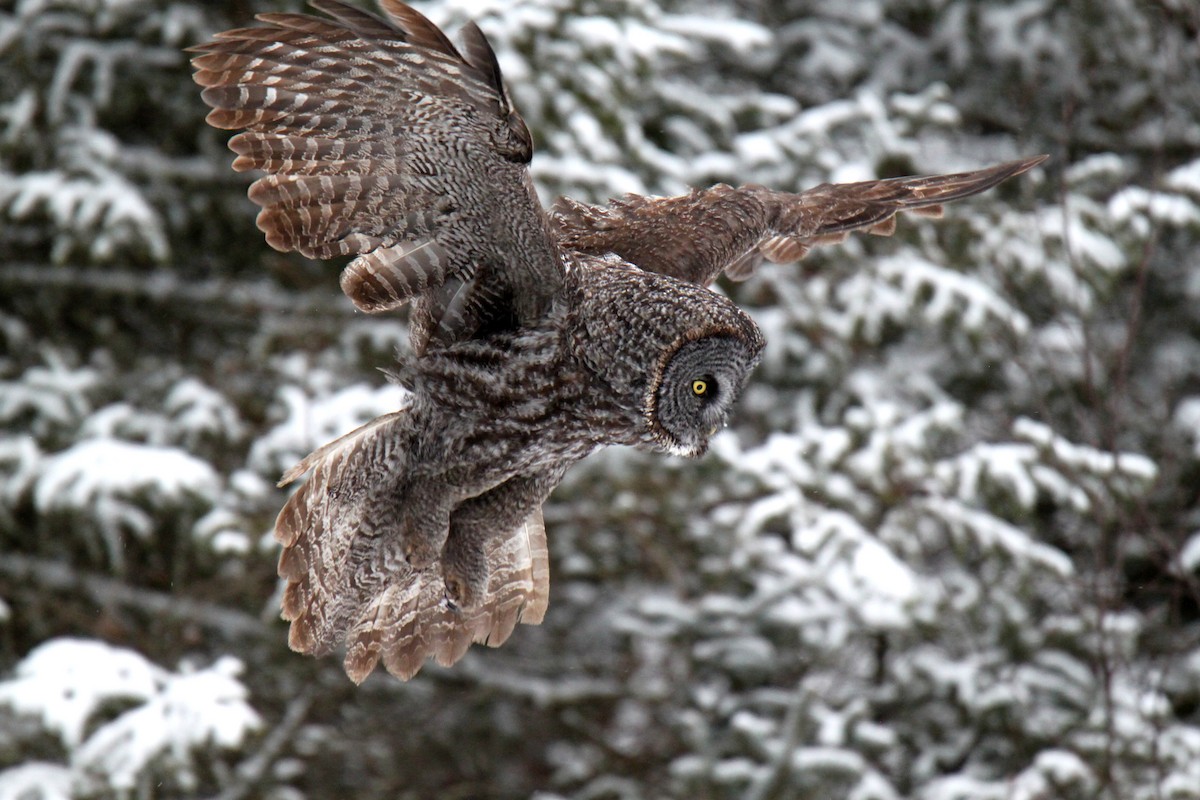 Great Gray Owl - ML399554941