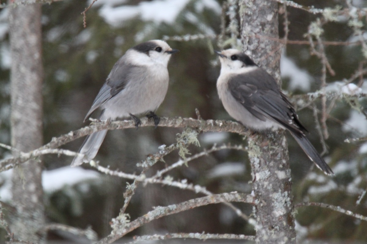 Canada Jay - Kristen Gates