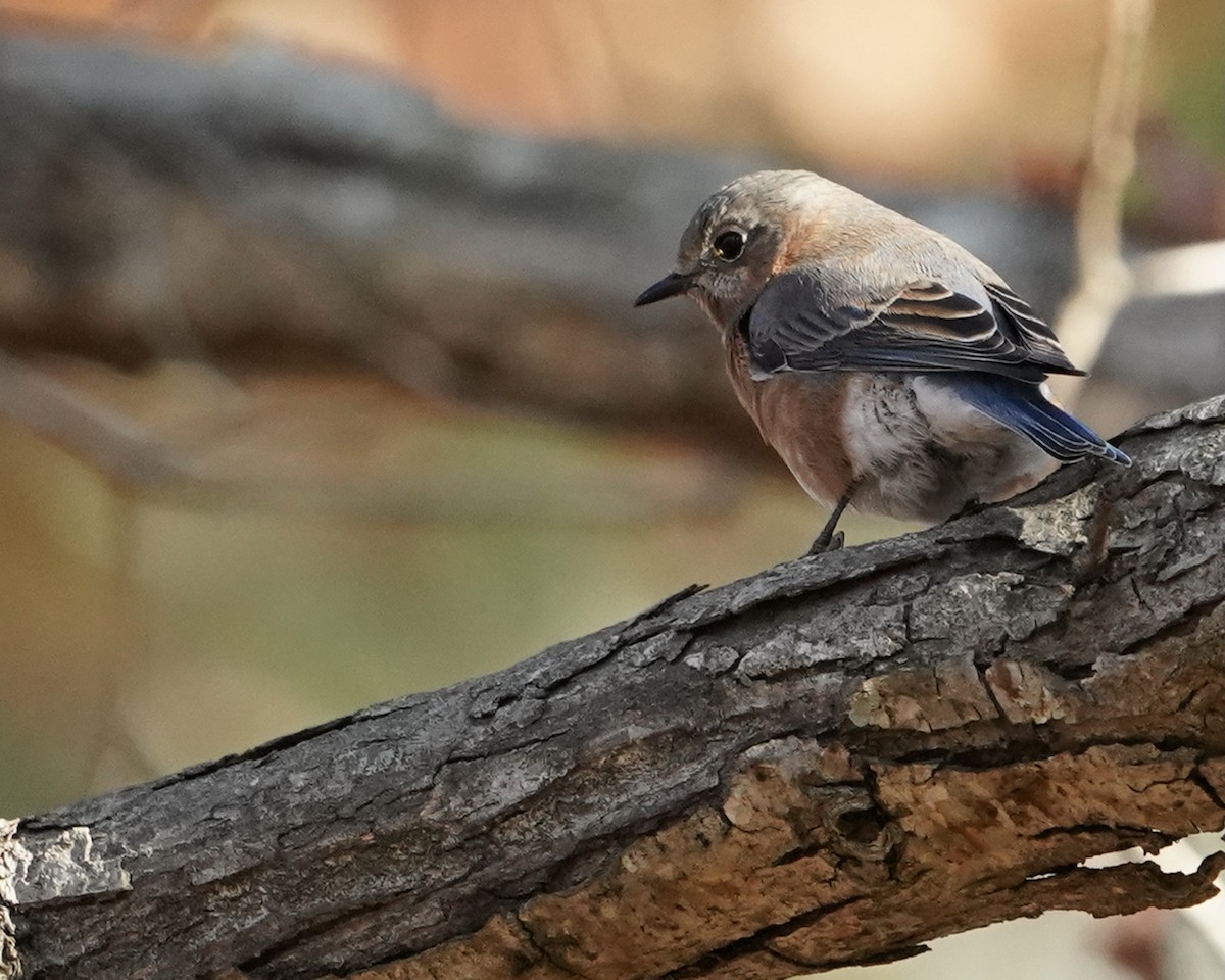 Eastern Bluebird - ML399557351