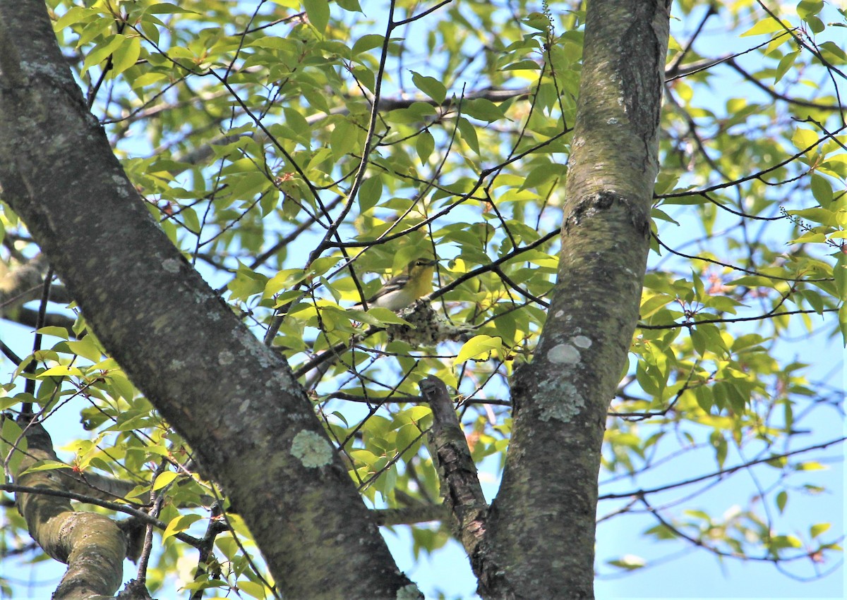 Yellow-throated Vireo - ML399559181