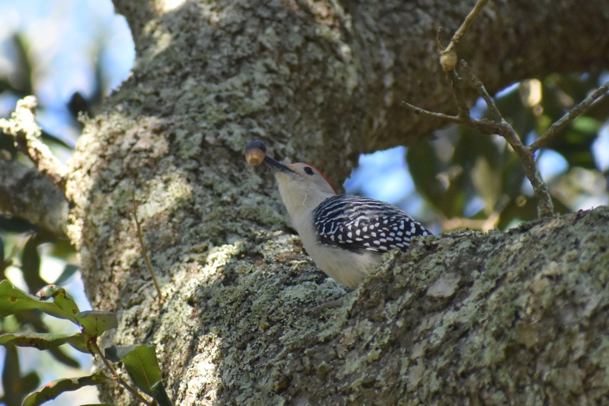 Red-bellied Woodpecker - ML399560591