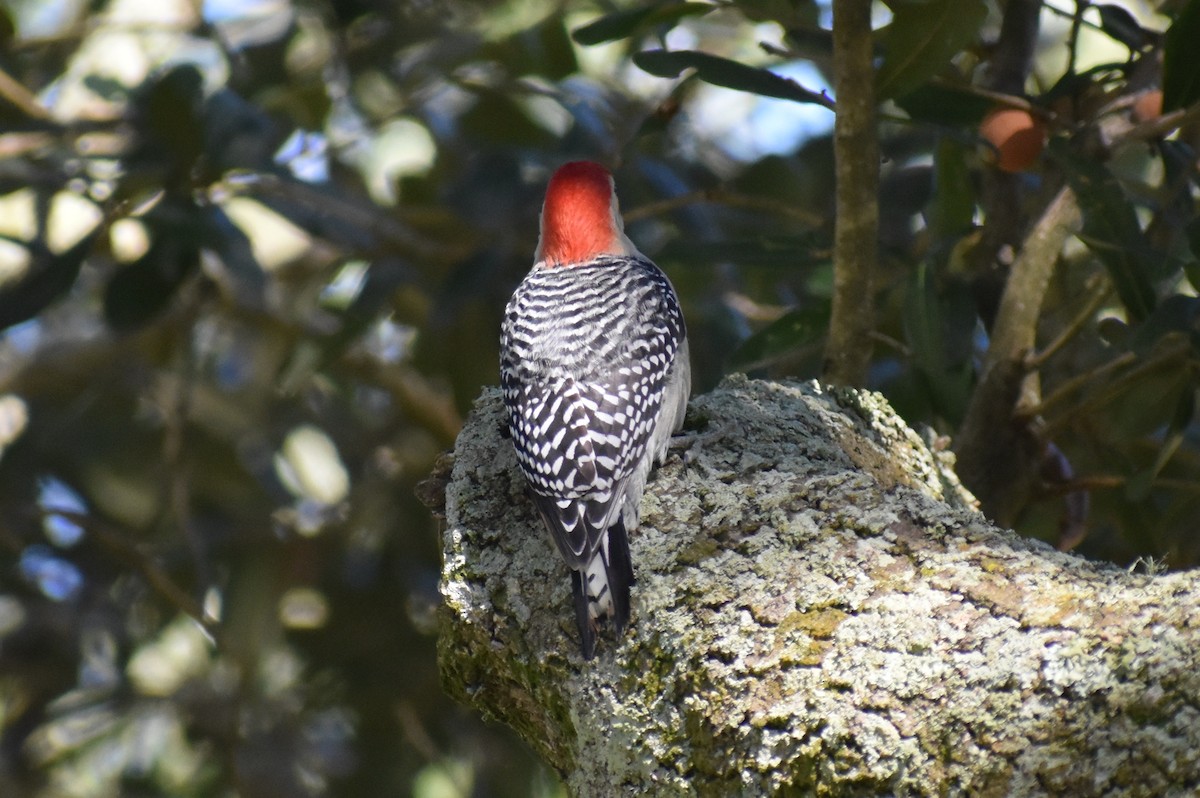 Red-bellied Woodpecker - ML399560611