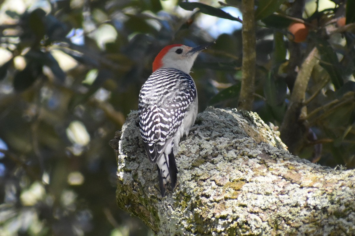 Red-bellied Woodpecker - ML399560621