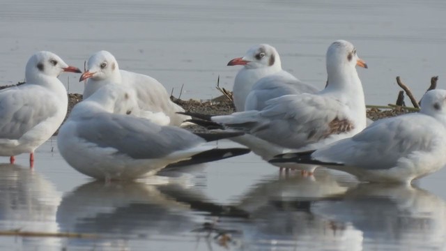 Brown-headed Gull - ML399562471