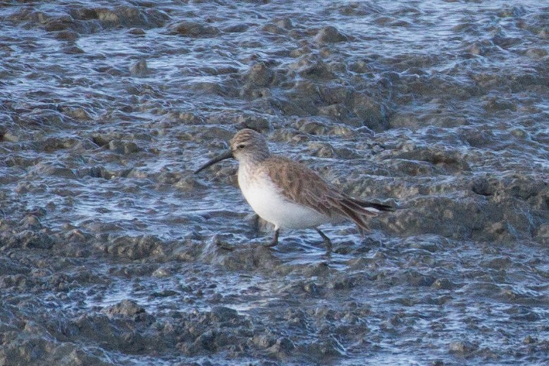 Curlew Sandpiper - ML399563051