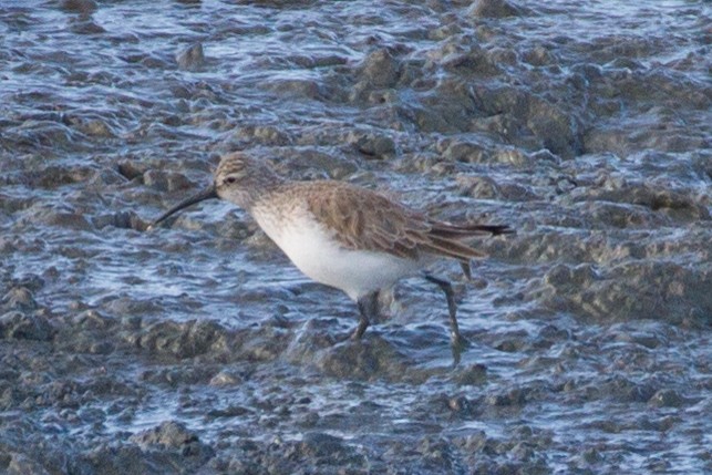 Curlew Sandpiper - ML399563071