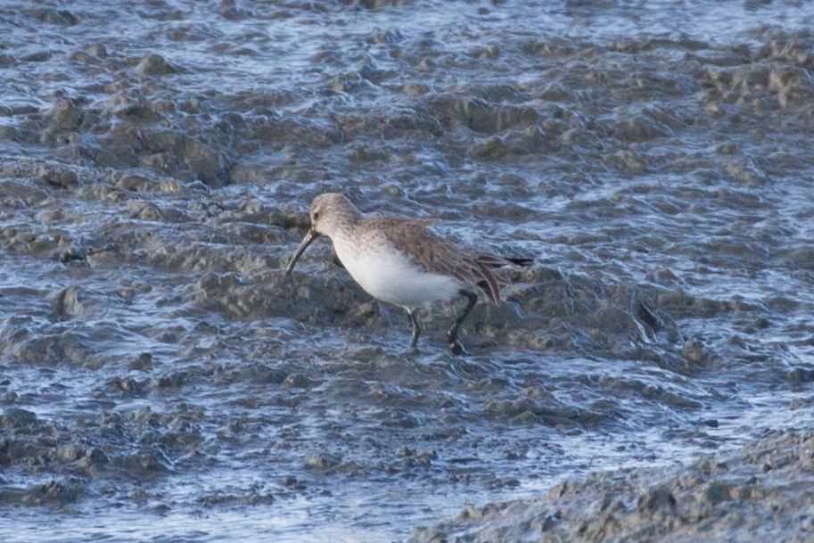 Curlew Sandpiper - ML399563081