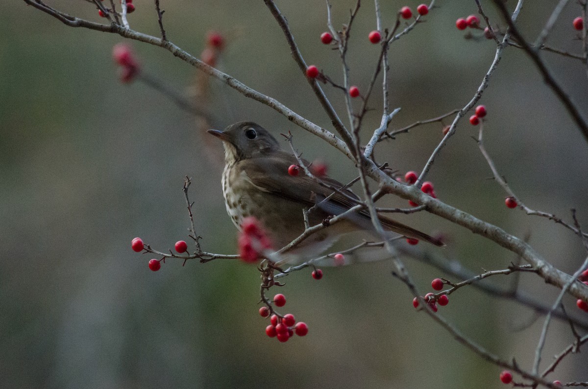 Hermit Thrush - ML399564251