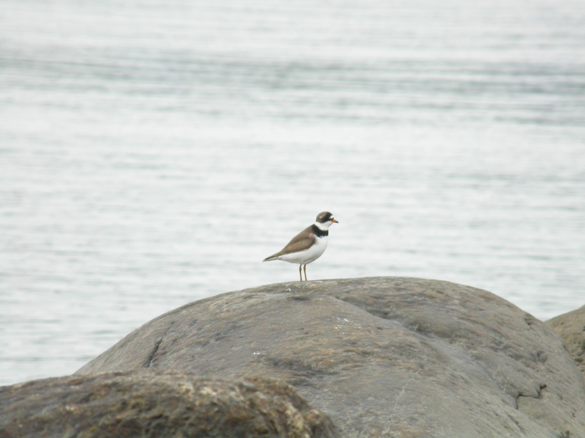 Semipalmated Plover - ML399564381