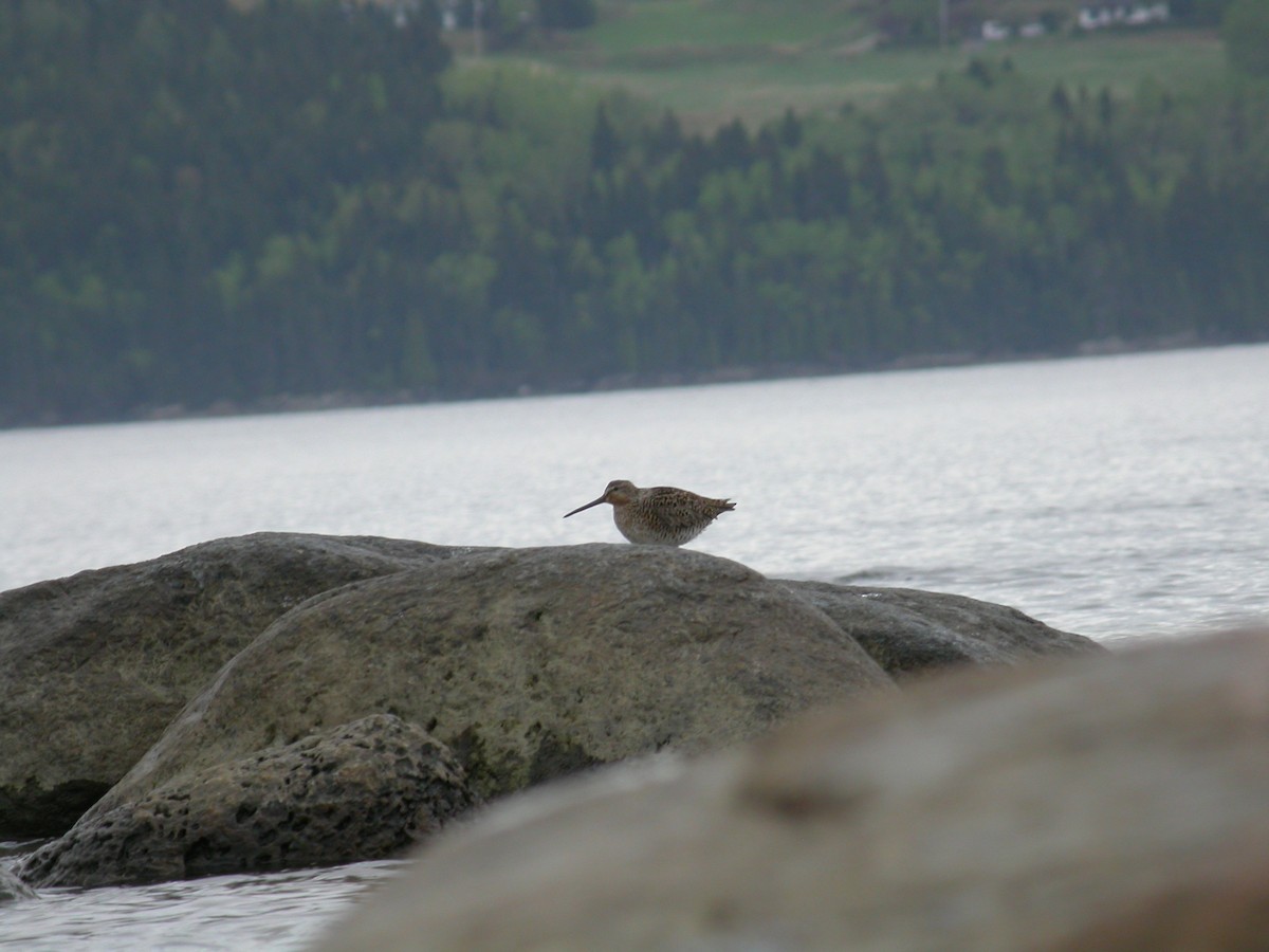 Short-billed Dowitcher - ML399564531