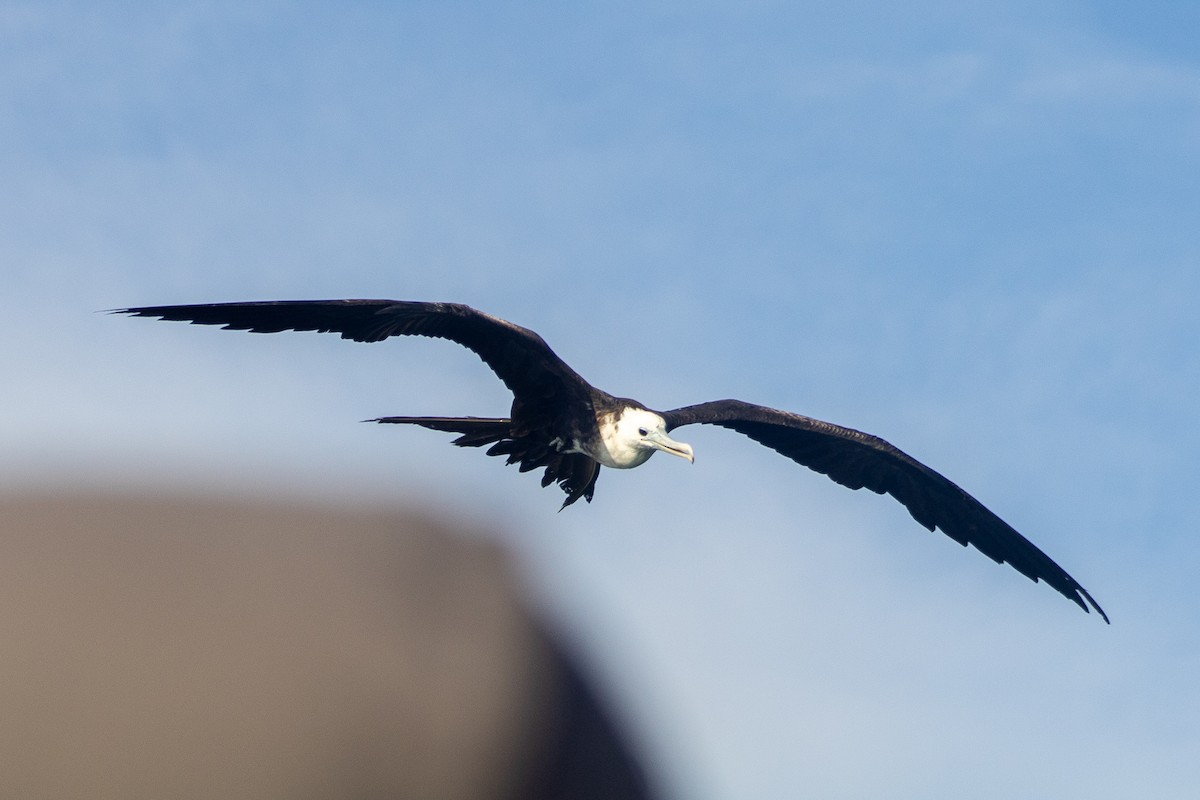 Magnificent Frigatebird - ML399565501