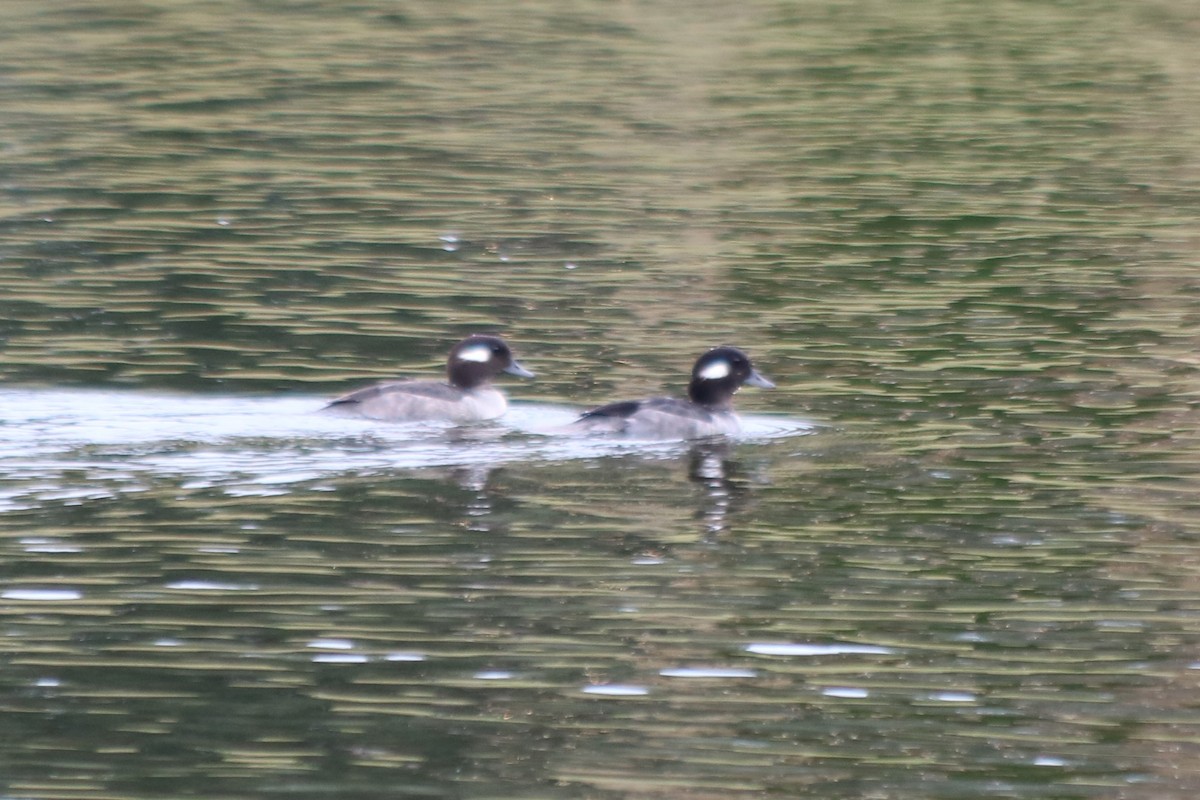 Bufflehead - ML399567751