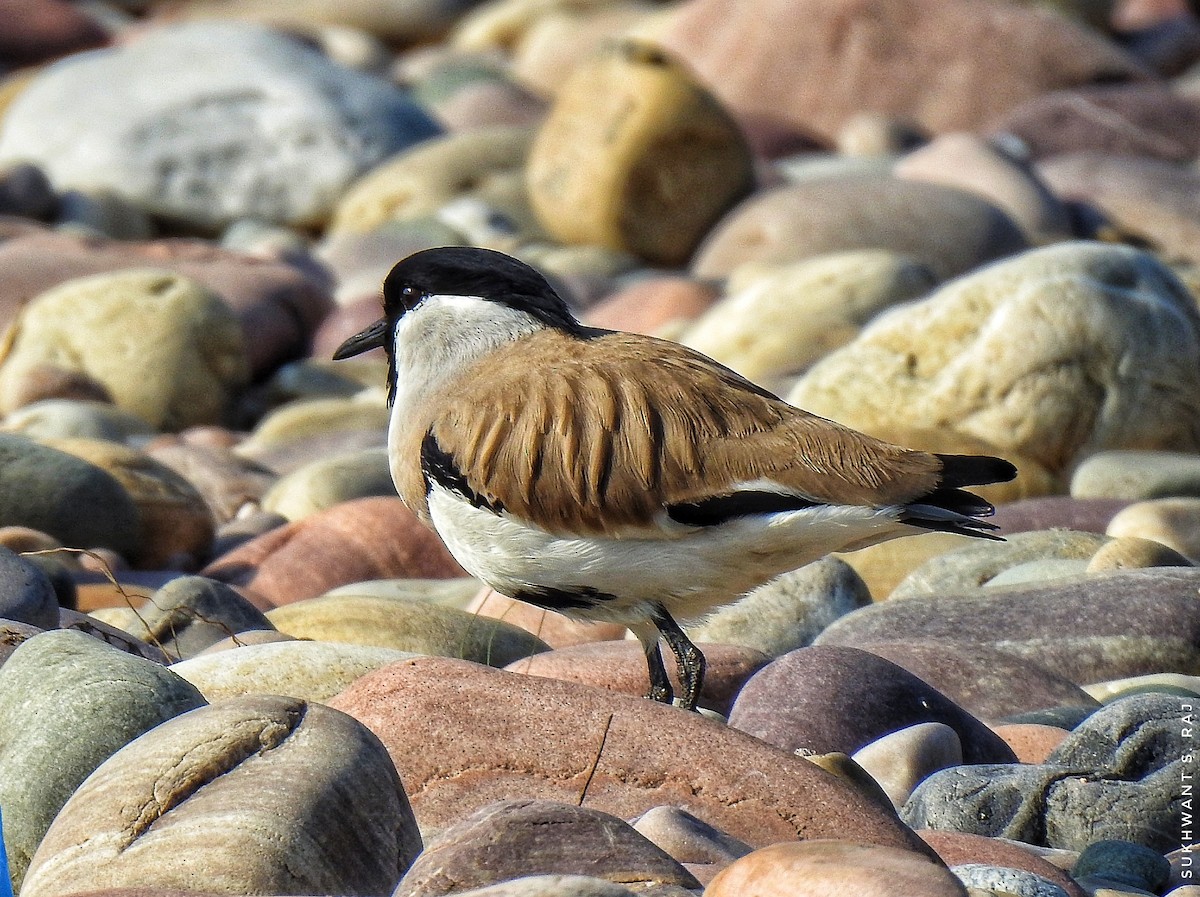 River Lapwing - ML399567811