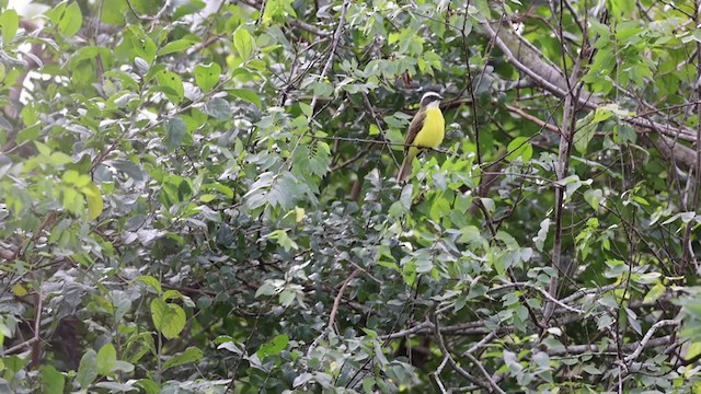 Social Flycatcher - ML399568911