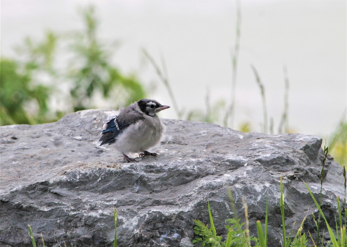 Blue Jay - Greg Lawrence