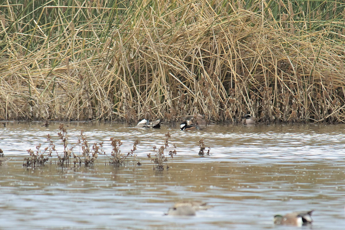 Hooded Merganser - ML399569831