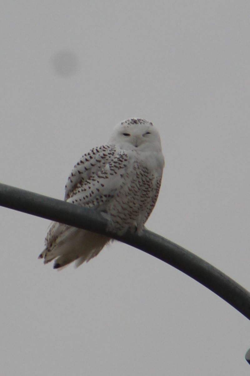 Snowy Owl - ML399570341