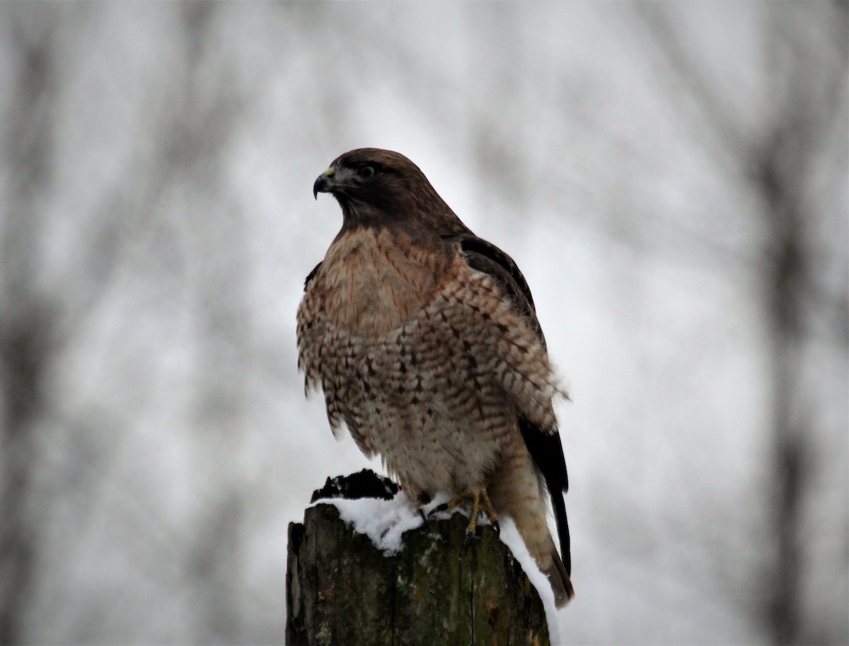 Red-tailed Hawk - ML399570951