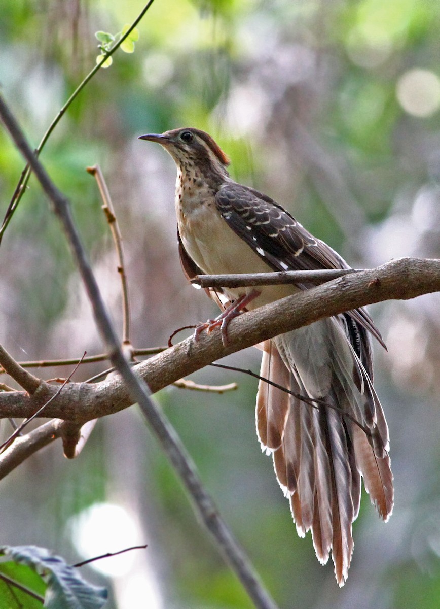 Pheasant Cuckoo - ML39957201