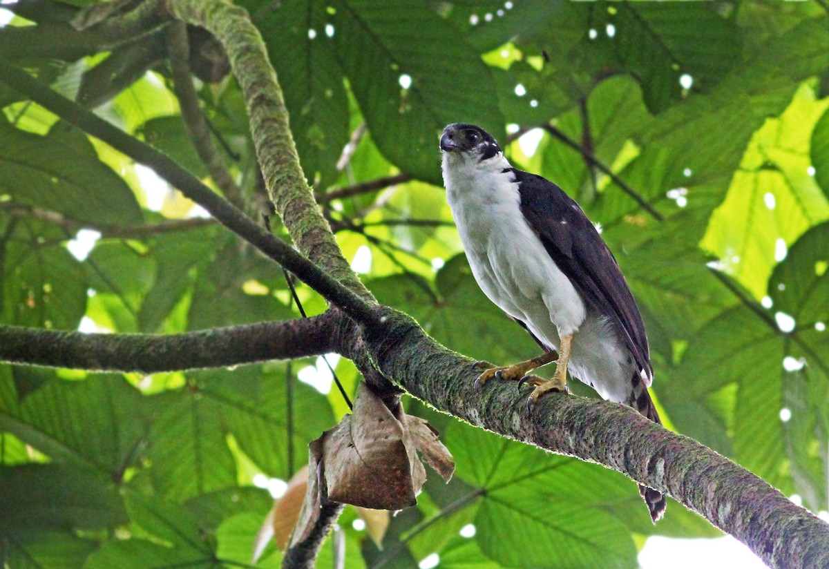 Collared Forest-Falcon - ML39957531