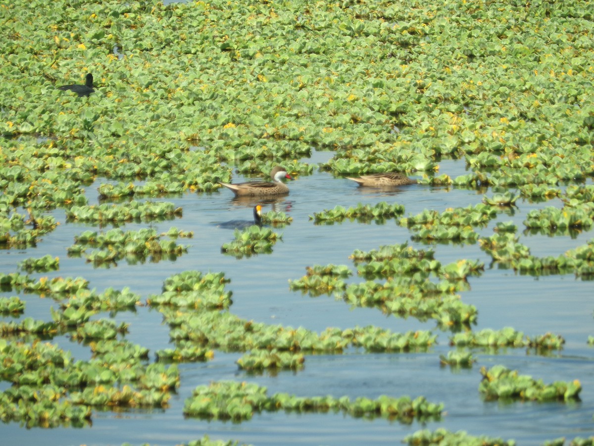 White-cheeked Pintail - ML399576641