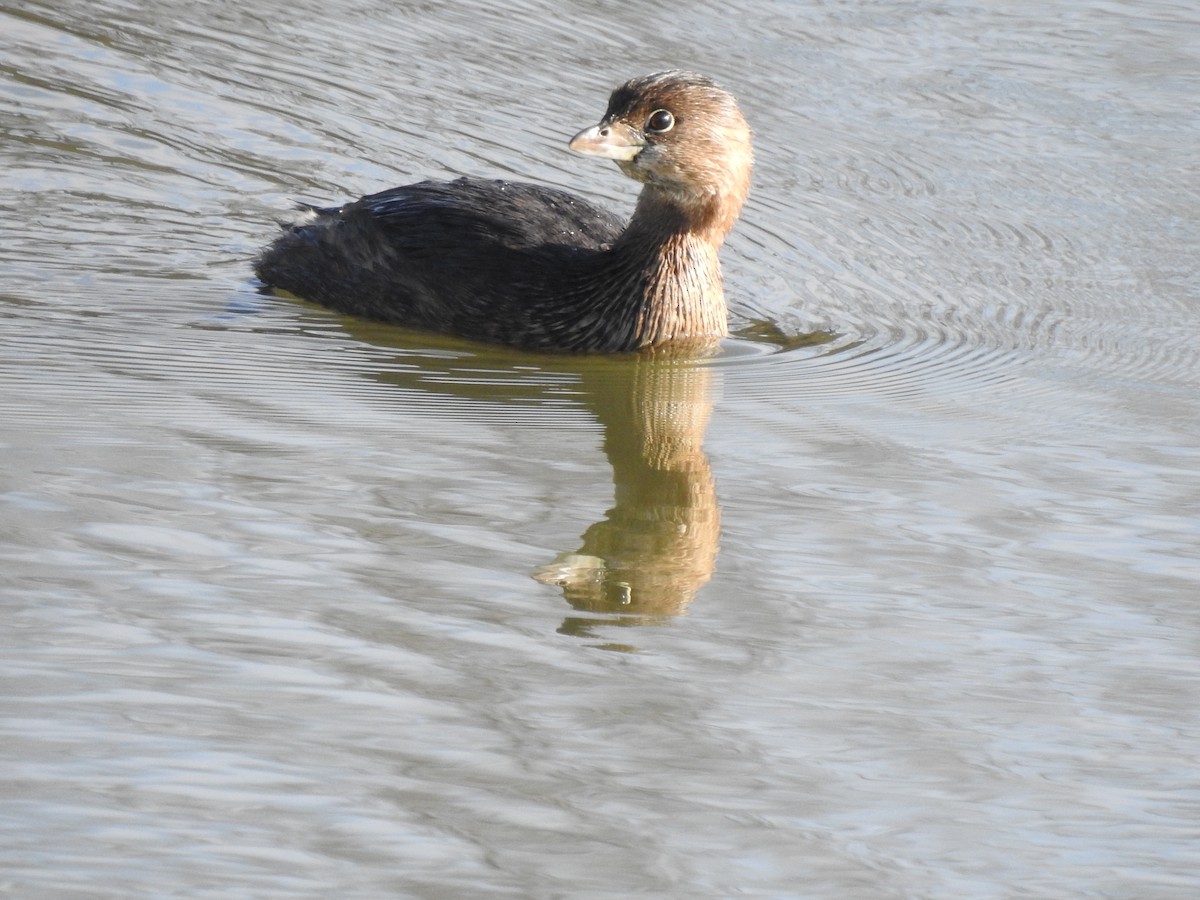 Pied-billed Grebe - ML399578261