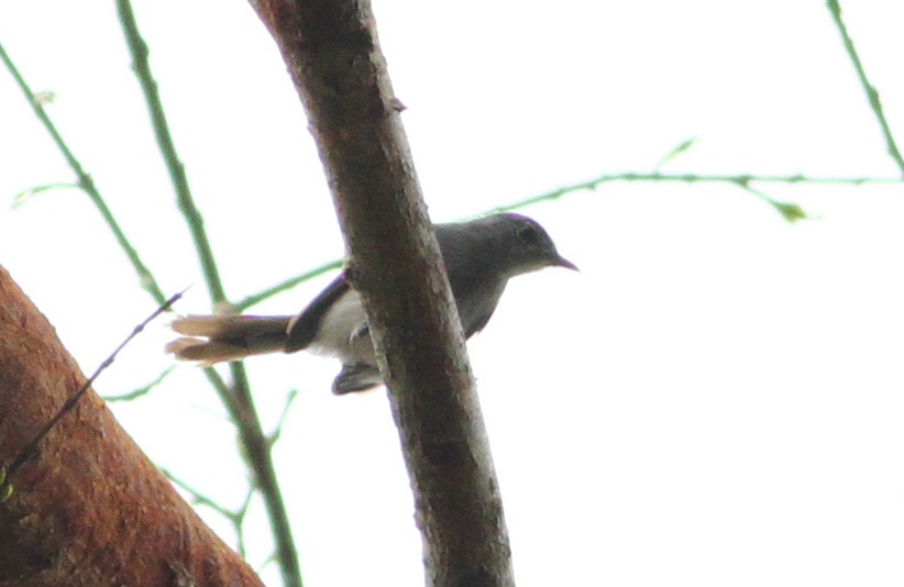 Klages's Gnatcatcher - ML39957851