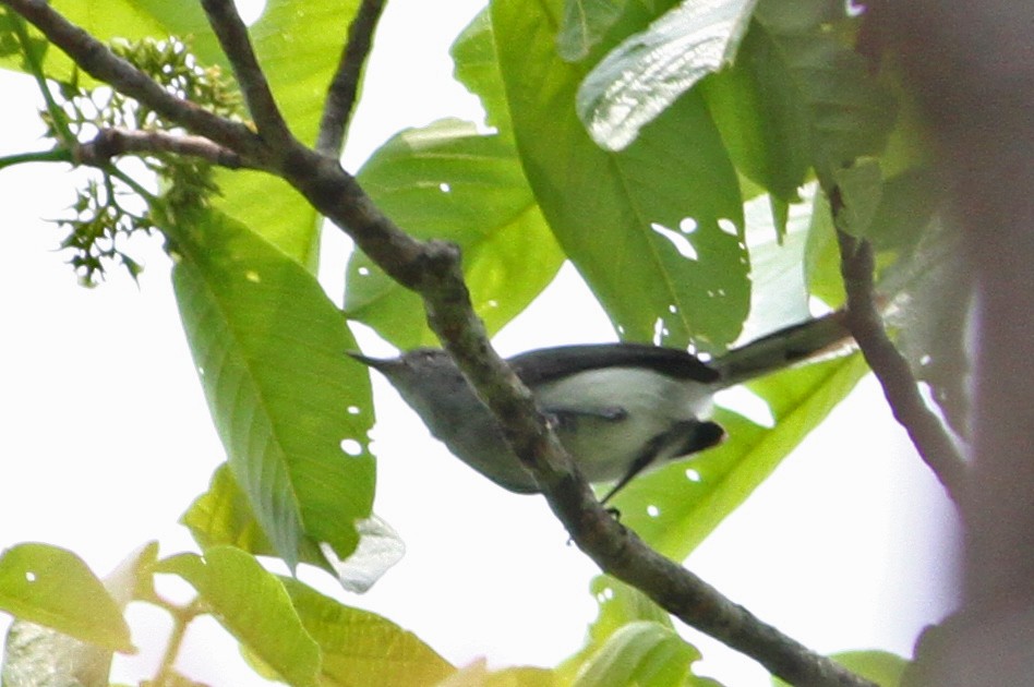 Klages's Gnatcatcher - Andrew Spencer