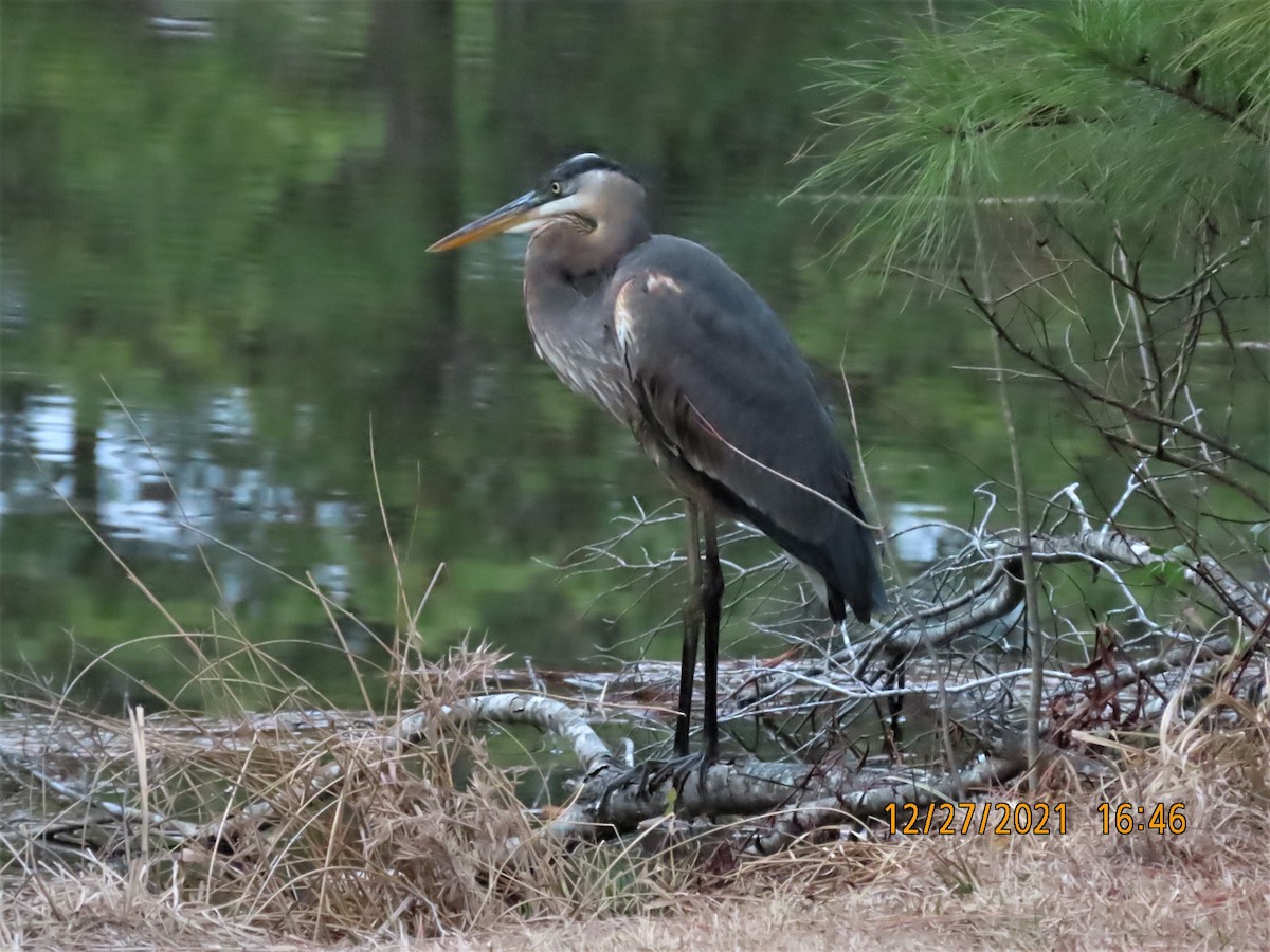 Great Blue Heron - ML399579961